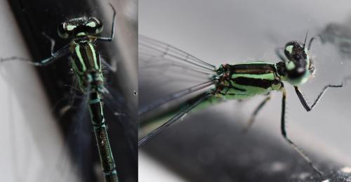 Coenagrion puella